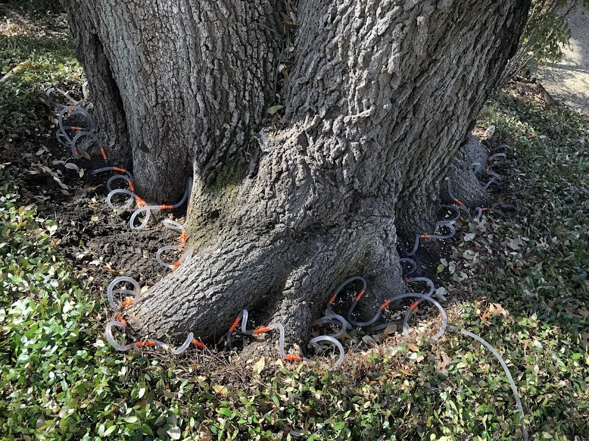 Detailed Tree Cabling and Bracing job site in Helmville