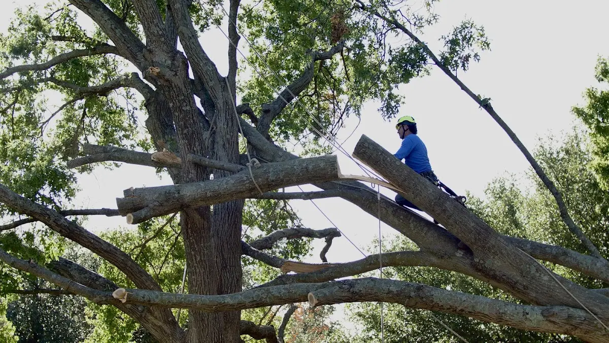 Professional Crown Thinning performed by certified arborists in Helmville